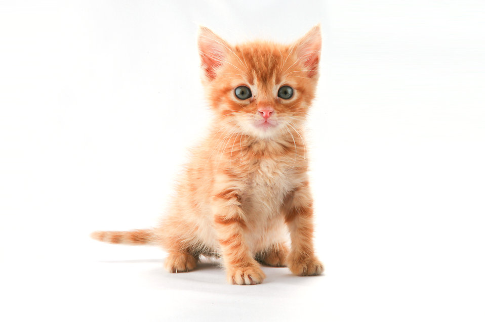 9343-a-cute-orange-kitten-isolated-on-a-white-background-pv